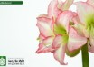 hippeastrum Double Record (2)